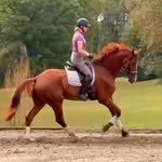 Pam Stone - @stonesthrowfarmdressage - Instagram