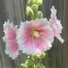 pam storey - @pamstorey2 - TikTok