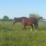 Pam Stratton - @barrel_racer_pjs - Instagram
