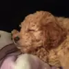 pamtheman_ - @pamtheman_ - TikTok