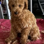 Pam Templeton - @zig8589 - Instagram