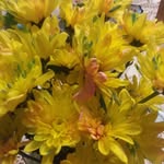 Pam Willard Templeton - @tsewpam - Instagram