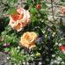 Pam Townend - Facebook