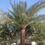 🌴  بيع*  شراء🌴* النخيل🌴 - @dubai_date.pam.tree - Instagram