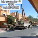 Pam tree supplier UAE - @date_pam_tree - Instagram