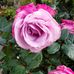Pam Vickery - Facebook
