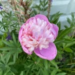 Pam Polakowski Voss - @polakowskivoss - Instagram