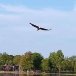 Pam Voss Westman - @westmanpamvoss - Instagram