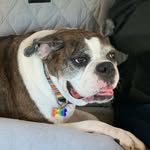 Pam Weddle - @hattie_leonardo_pam - Instagram