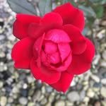 Pam Gillem Wesley - @pwesley46 - Instagram