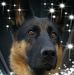 Pamela Cairns Whitlock - Facebook