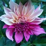 Pamela Wickstrom - @createlove21 - Instagram