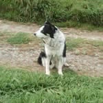 Pam Wills - @wills8785 - Instagram