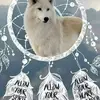 pamwolfe09 - @pamwolfe09 - TikTok
