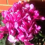 Pam Yates - @pamyates43 - Instagram
