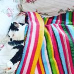 purrrfect1 - @pamela.baumgardner - Instagram