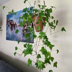 Pamela Bloy - @bigmamasplants - Instagram