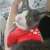Pamela Borchardt - @sirpeppercat - TikTok