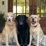 Pamela Carleton-Smith - @dogwood_images - Instagram