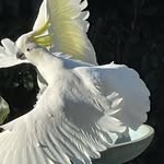 Pamela Birdwatching - @pamelaclose - Instagram