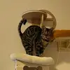 PamCatt - @pamelaconrad5 - TikTok
