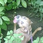 Pamela Corum Strozak - @pcs433 - Instagram