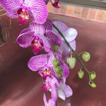 Pamela Cotter - @ditto.pwpw - Instagram