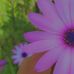 Pamela Ames - Facebook