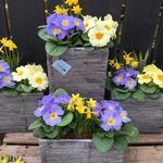 Pamela Evans - @birchview_garden_centre - Instagram