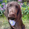 Pamela_fieldspaniel - @pamela_fieldspaniel - TikTok