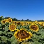 Pamela Goss - @goss8867 - Instagram