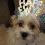 Pamela Hite Chiu - @pamelahite - Instagram
