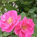 Pamela Kiplinger - Facebook