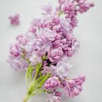 Pamela Knapp - @pebblesknapp - Instagram