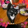 pamelalacysmith - @cat.and.dachshund - TikTok
