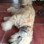 Pamela Munroe - @fionaofarmstead - Instagram