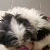 gwen - @pamelaping2 - TikTok