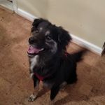Pamela Pollack - @gypsydangerdog - Instagram