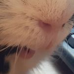Pamela Rayfield - @pamraysofpiggies - Instagram
