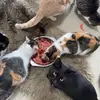 Pamela rescue cats - @pamela.rescue.cat - TikTok