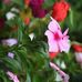 Pamela Royle - Facebook