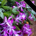 Pamelia H Sipe - Facebook