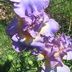 Pamela Spaulding - Facebook