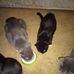 Pamela Stringer - Facebook