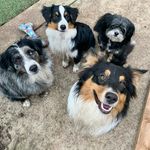 Pamela Stringer - @phoenix.chase.phoebe - Instagram