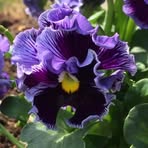Pamela Strobel Bilyeu - Facebook