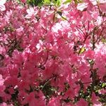 Pamela Stroh - @strohps - Instagram
