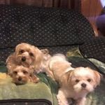 Pamela Sweatman - @sweatmanpamela - Instagram