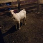 Pamela Withrow - @pamela.withrow.731 - Instagram