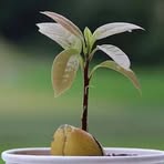 Kebun Kangto Pantura - Facebook